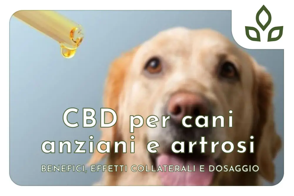 cbd artrosi cane