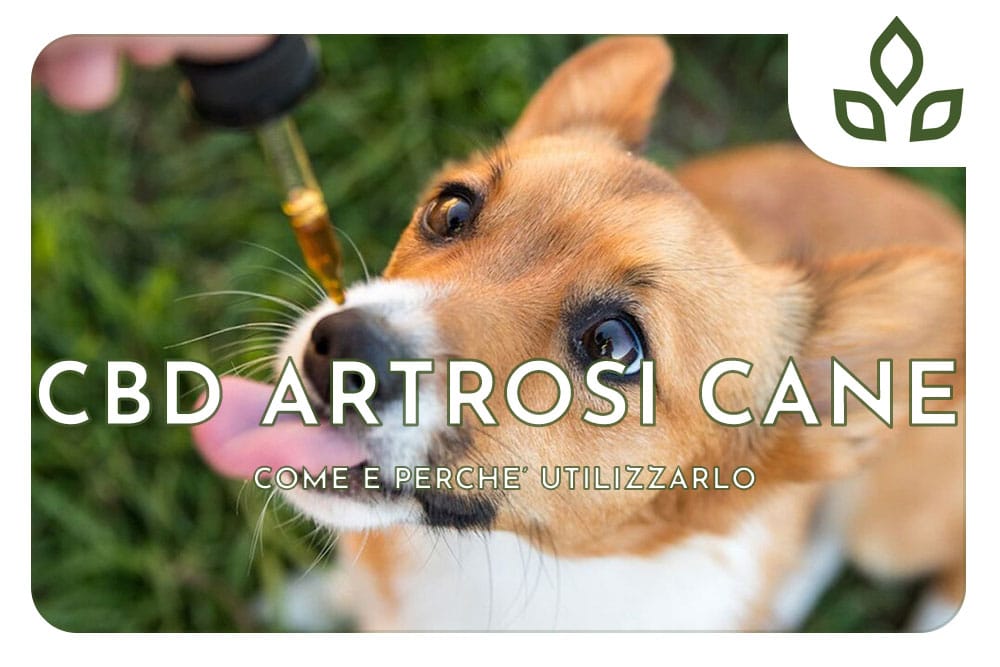 cbd artrosi cane