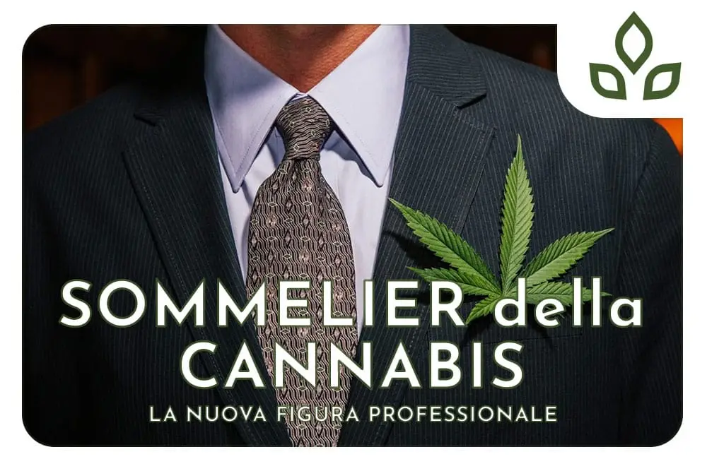 sommelier della cannabis