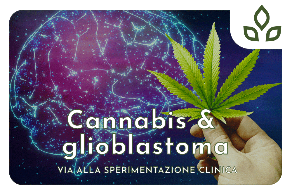 cannabis e glioblastoma
