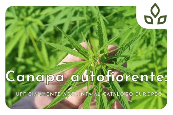 canapa autofiorente