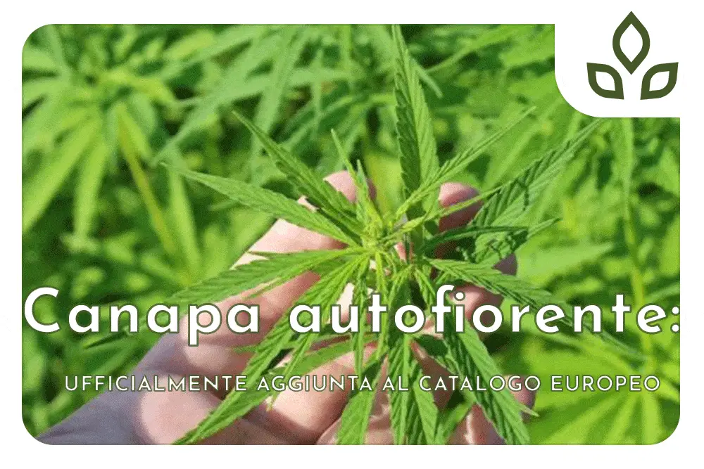 canapa autofiorente