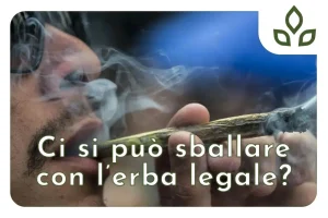 come sballarsi con l'erba legale