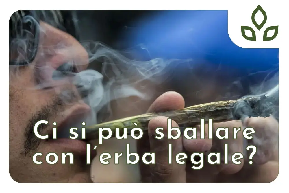 come sballarsi con l'erba legale