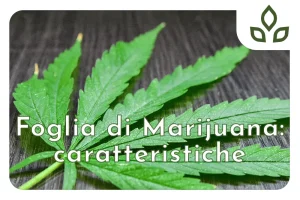 foglia di marijuana