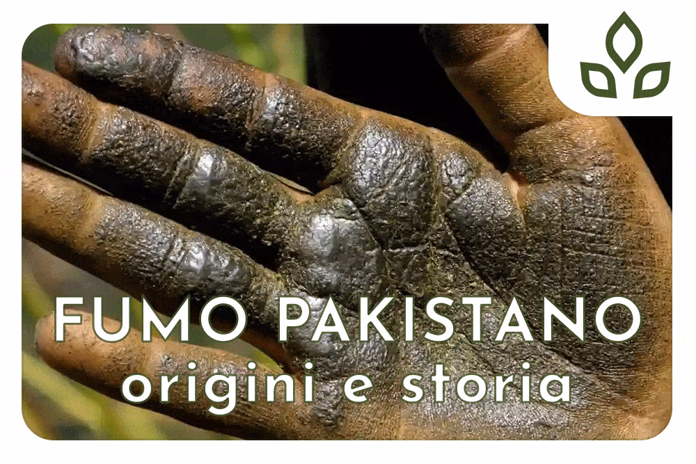 fumo pakistano