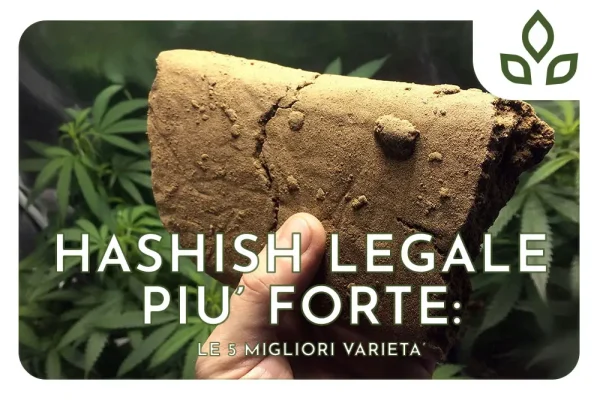 hashish legale più forte
