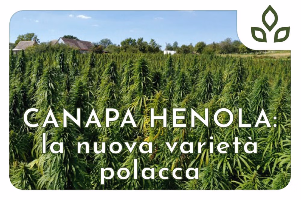 canapa henola