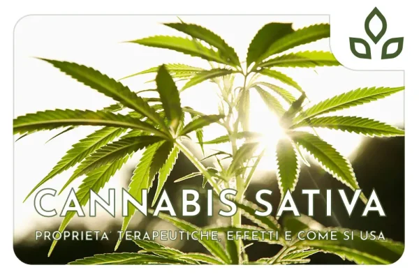 canapa sativa