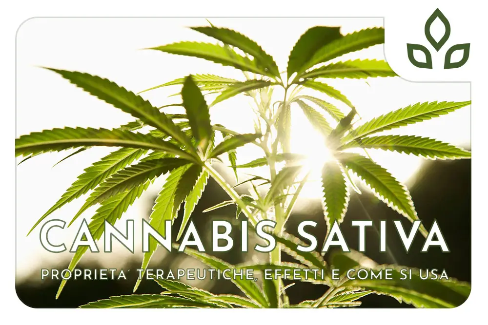 canapa sativa
