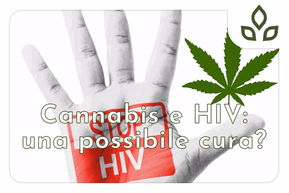 cannabis e hiv