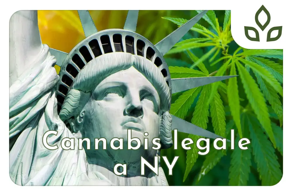 cannabis legale
