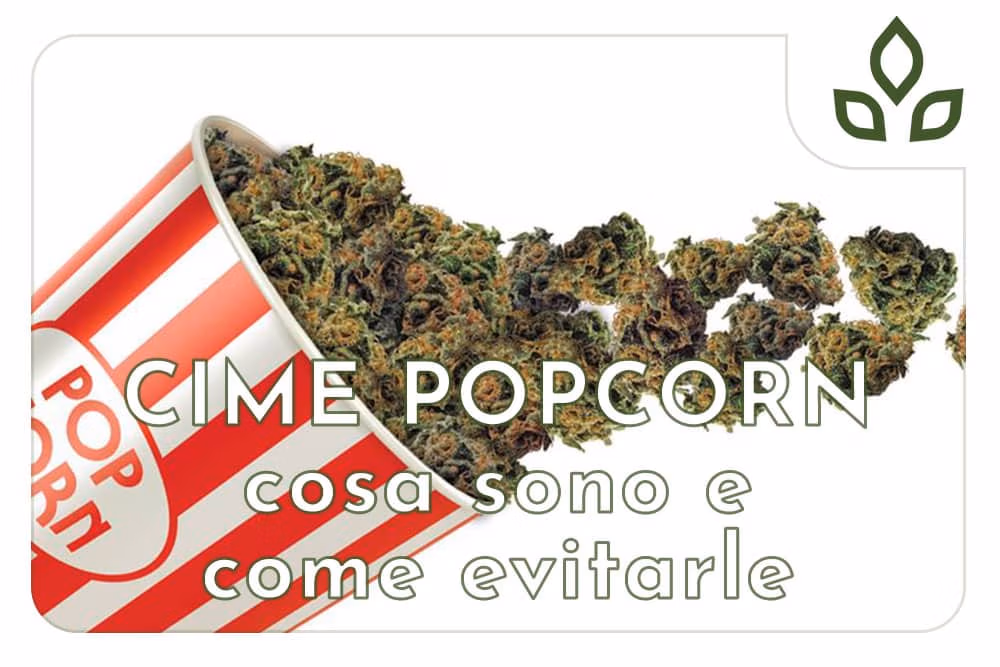 cime popcorn