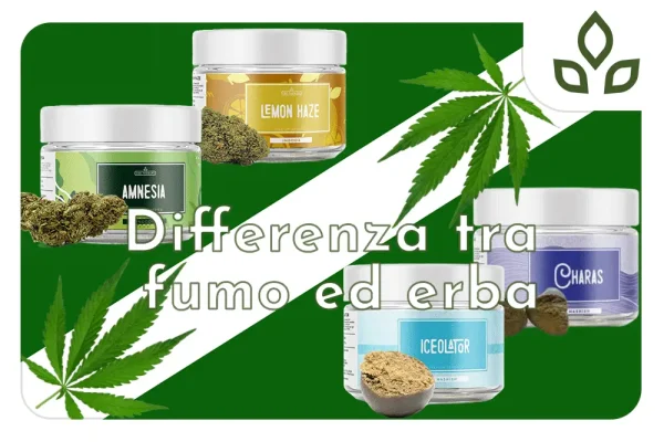 differenza tra fumo ed erba