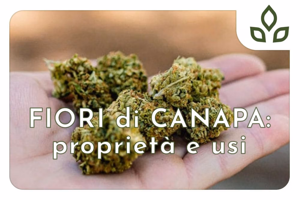 fiori di canapa