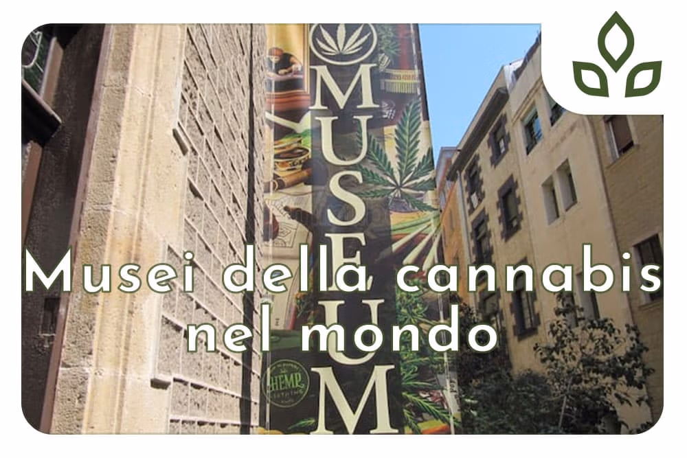 musei della cannabis