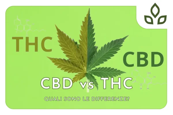 cbd vs thc
