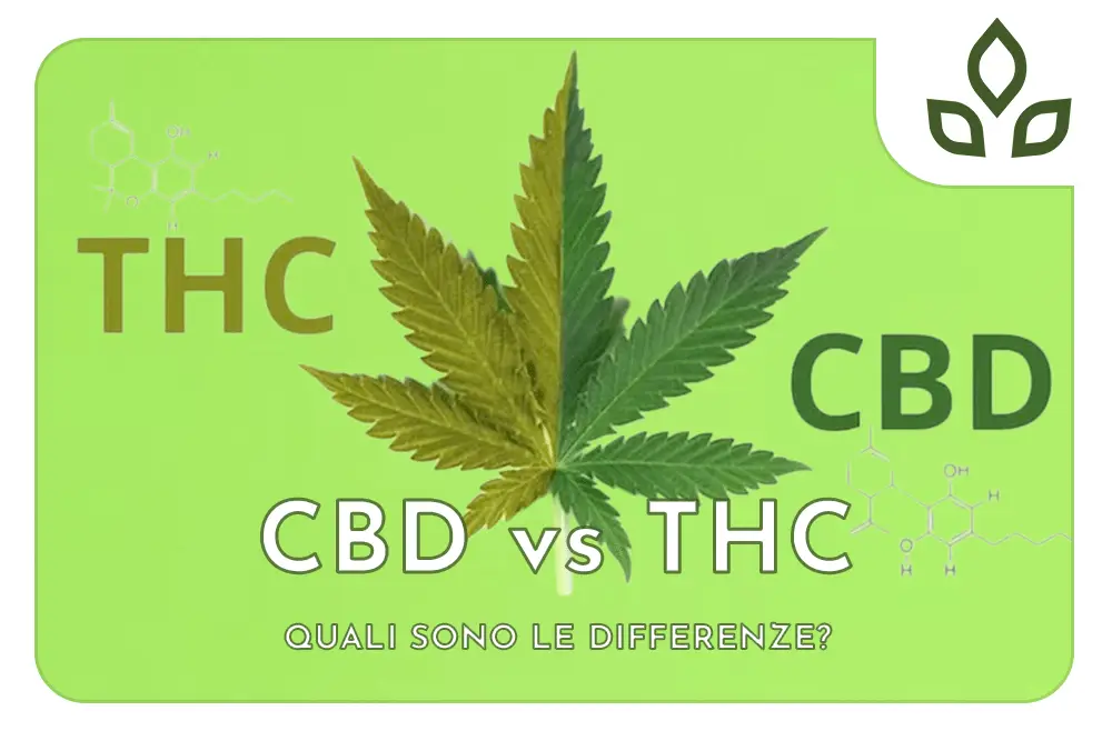 cbd vs thc