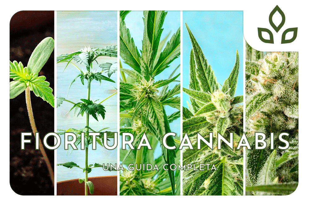 fioritura cannabis