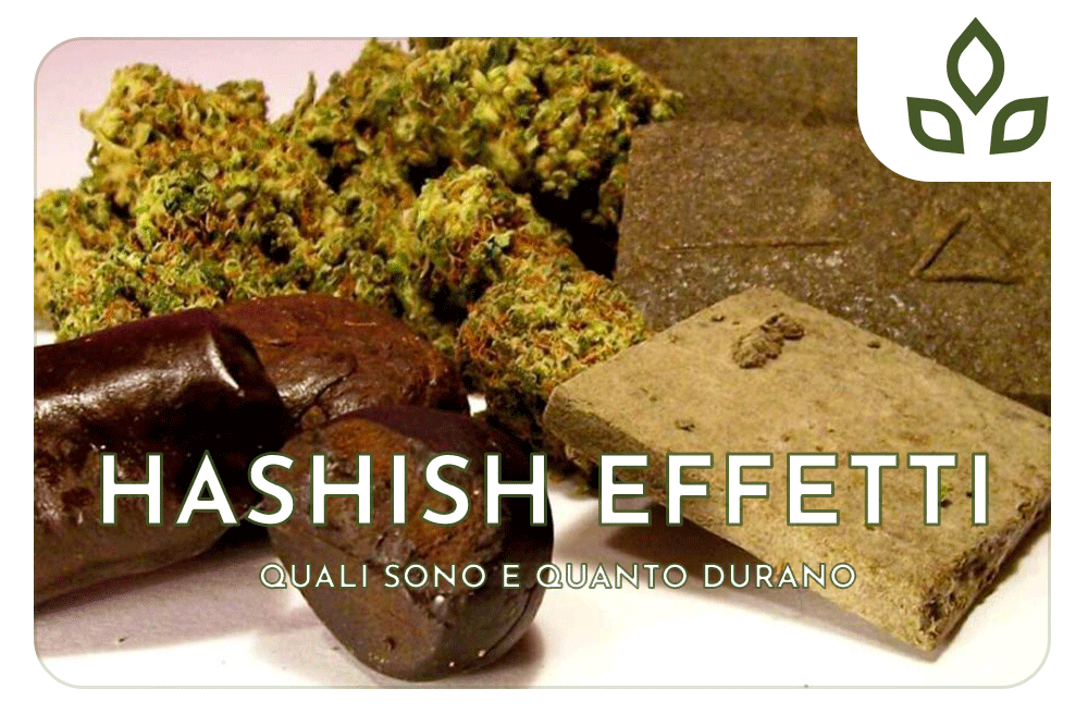 hashish effetti