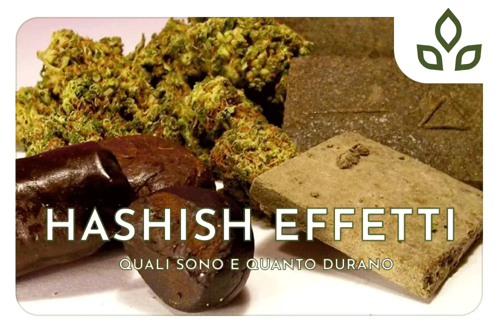 hashish effetti