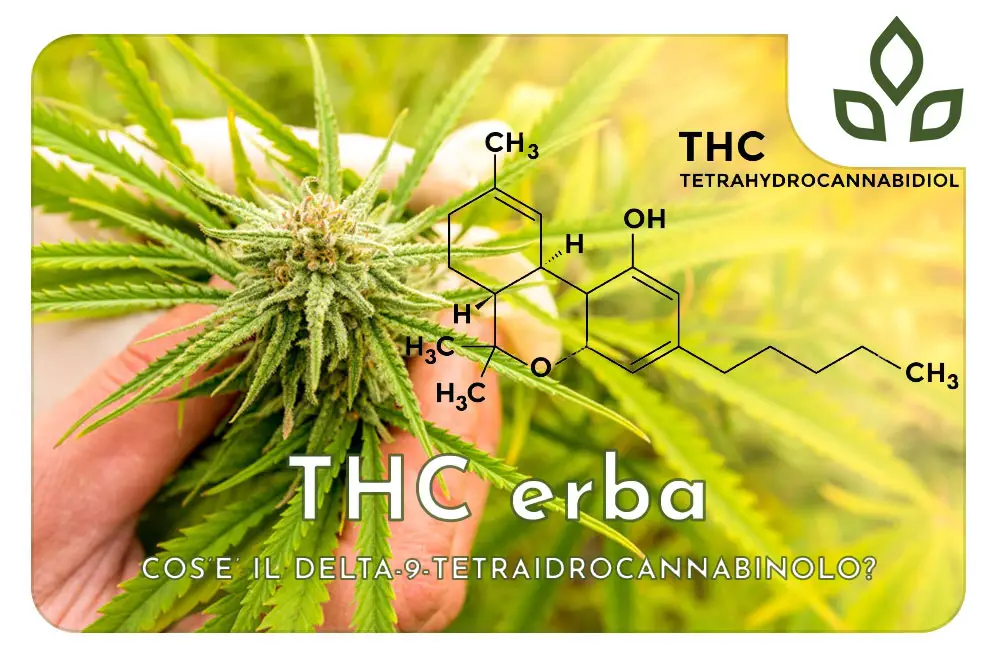 thc erba