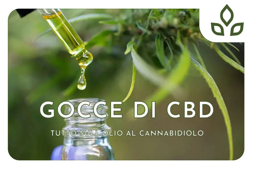 gocce di cbd