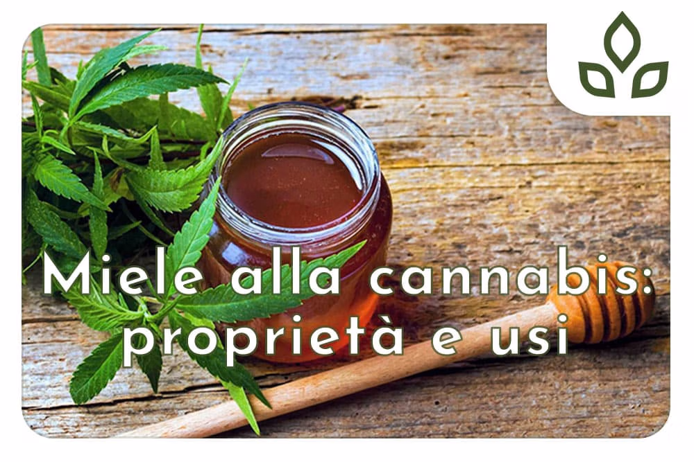 miele alla cannabis