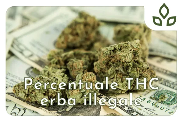 percentuale thc erba illegale
