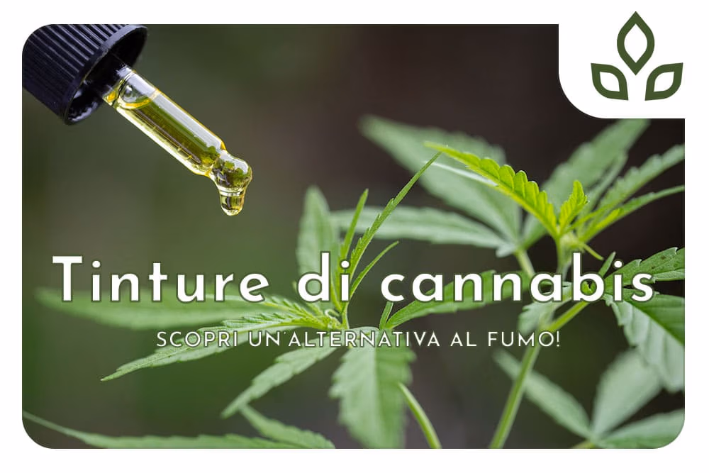 tinture di cannabis