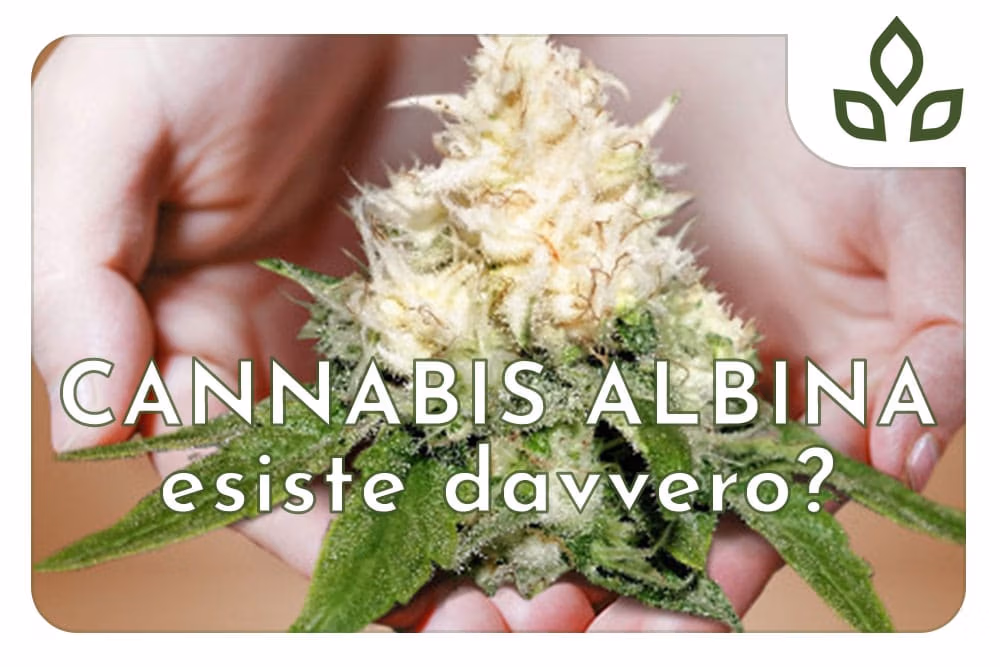 cannabis albina