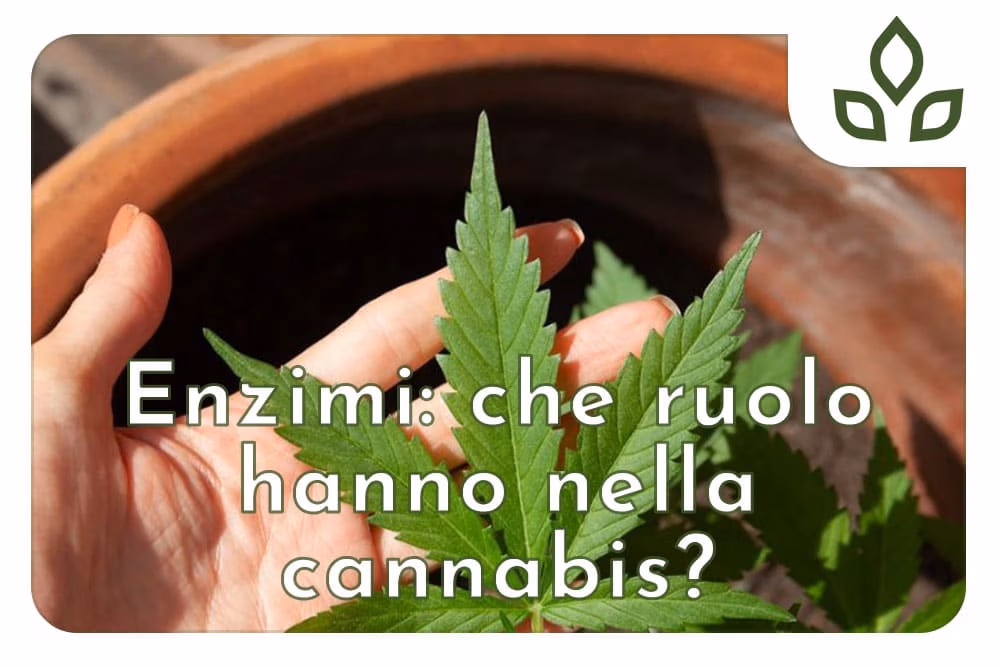 enzimi cannabis