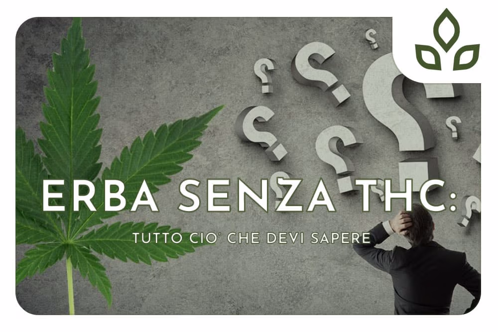 Erba senza THC