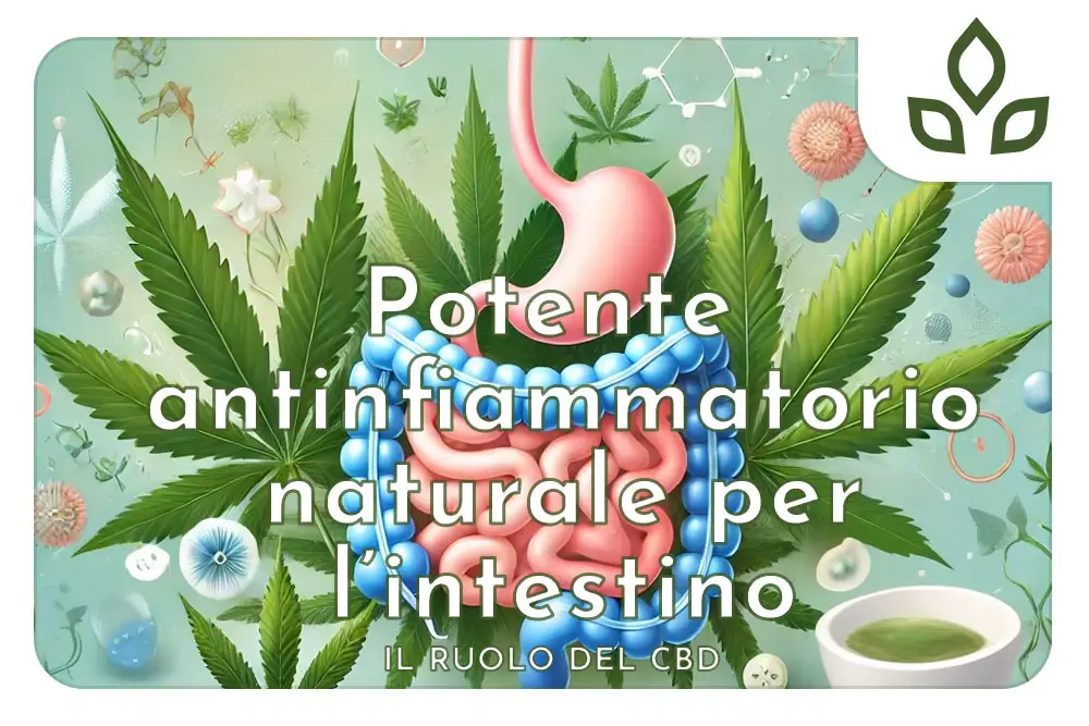 Potente antinfiammatorio naturale per intestino