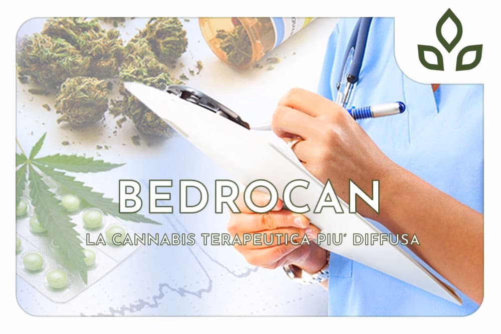 bedrocan