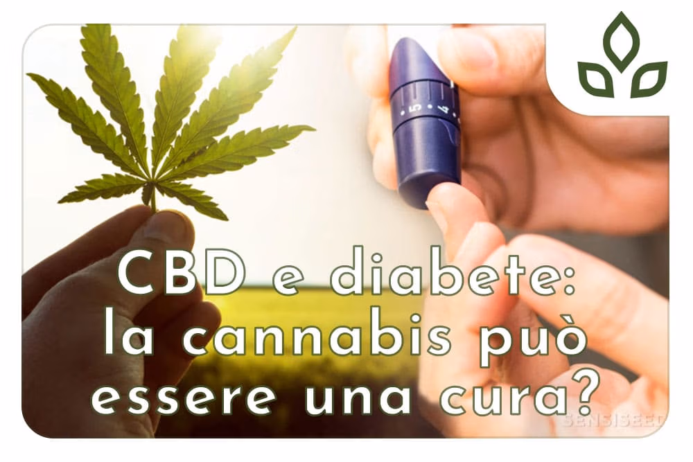 cbd e diabete