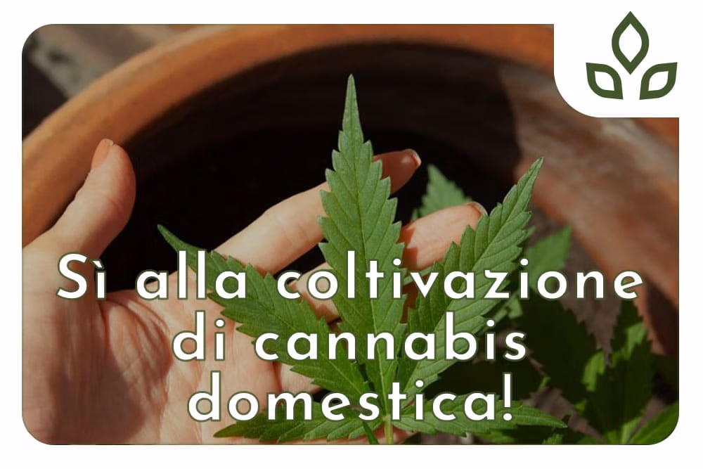 coltivazione di cannabis