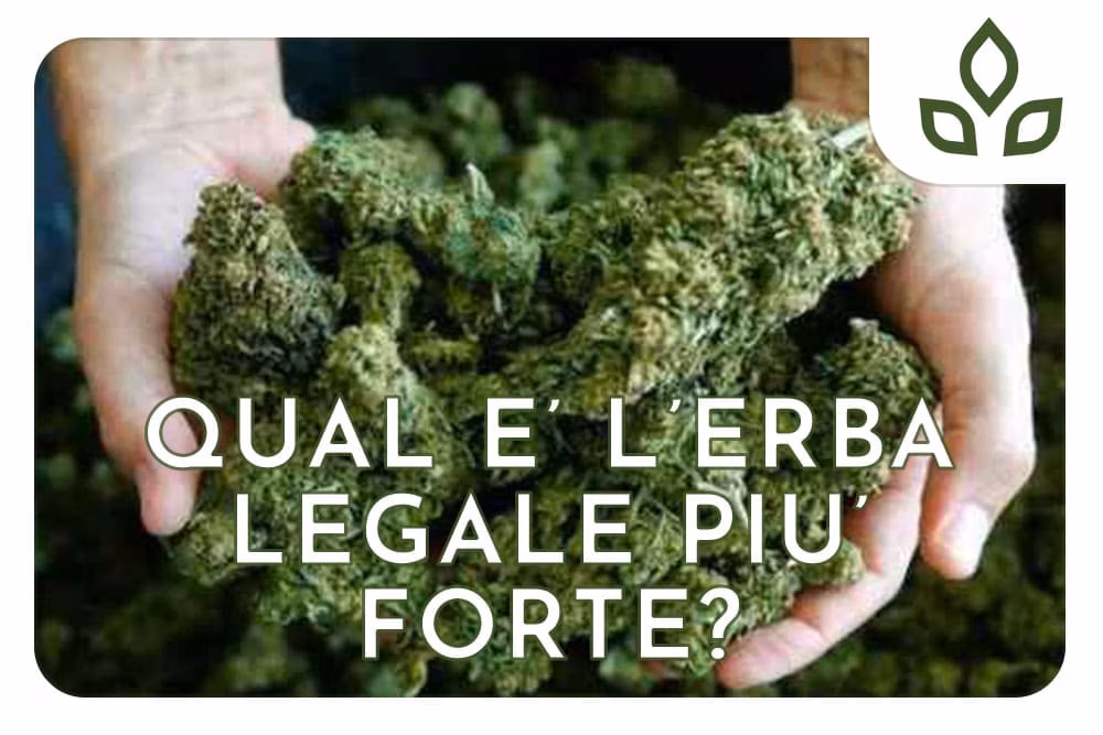 erba legale più forte