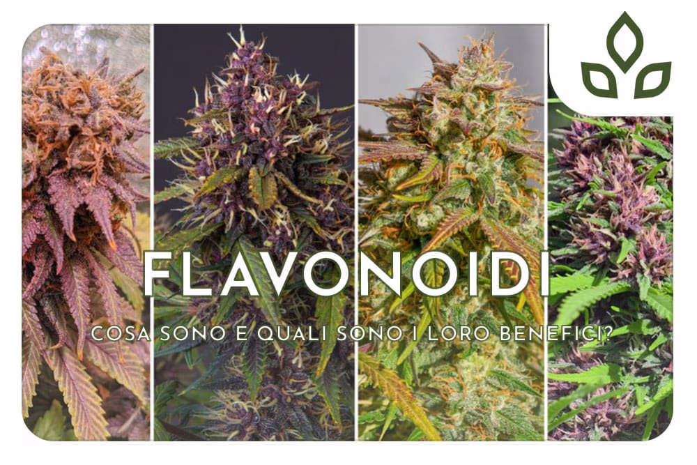 flavonoidi