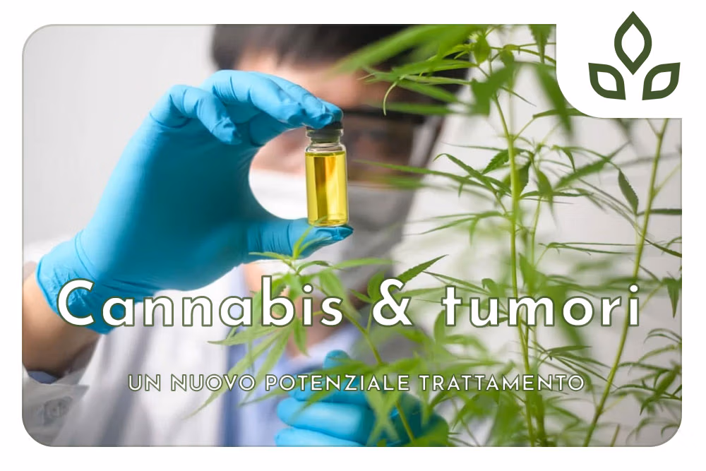 cannabis e tumori
