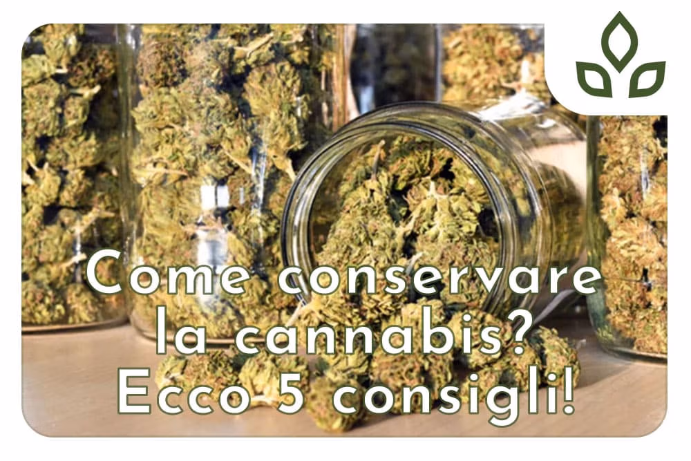 come conservare la cannabis