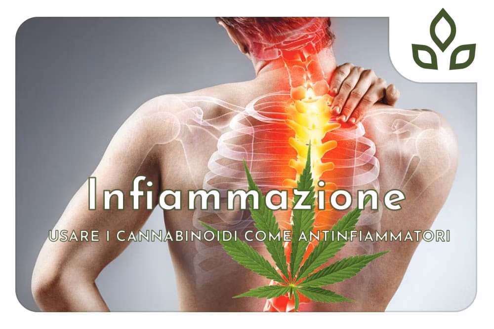 cannabis antinfiammatorio