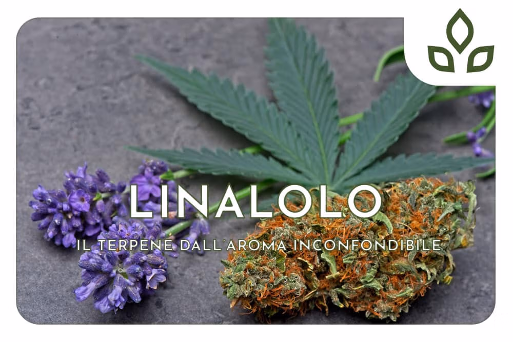 linalolo cos'è