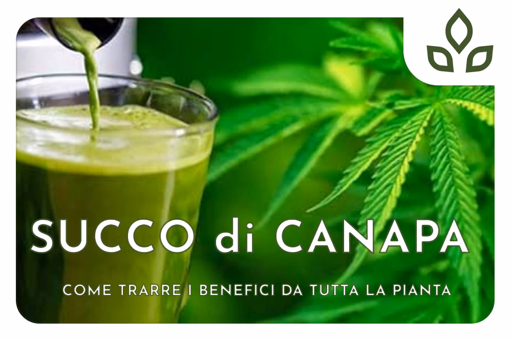succo di canapa