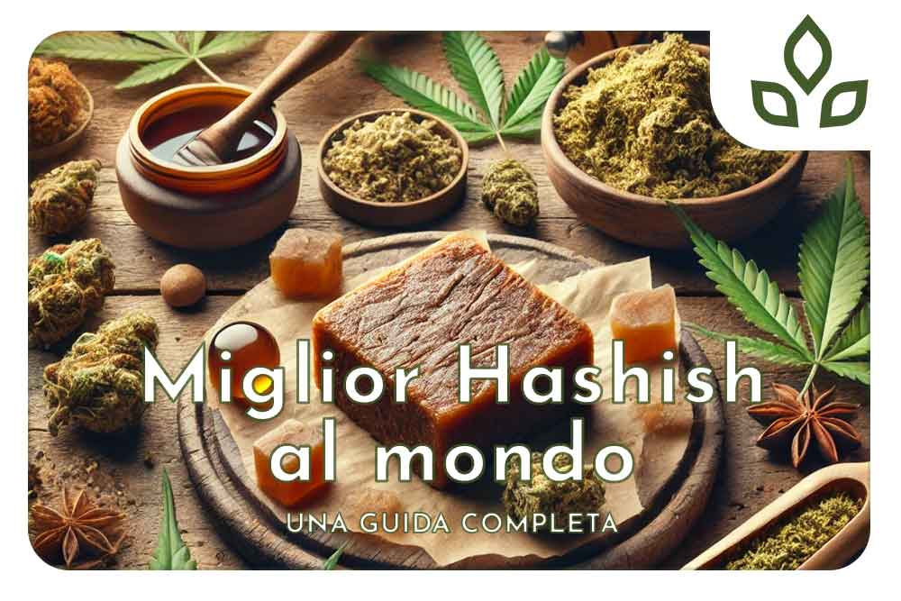 Miglior Hashish al Mondo