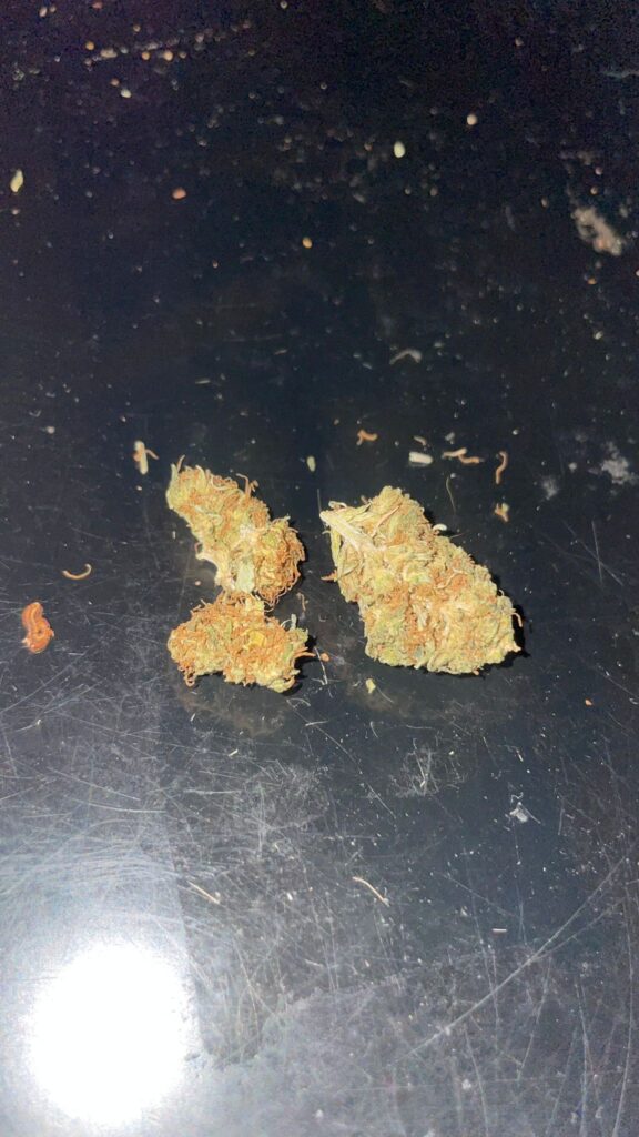 Immagine #1 da Francesco